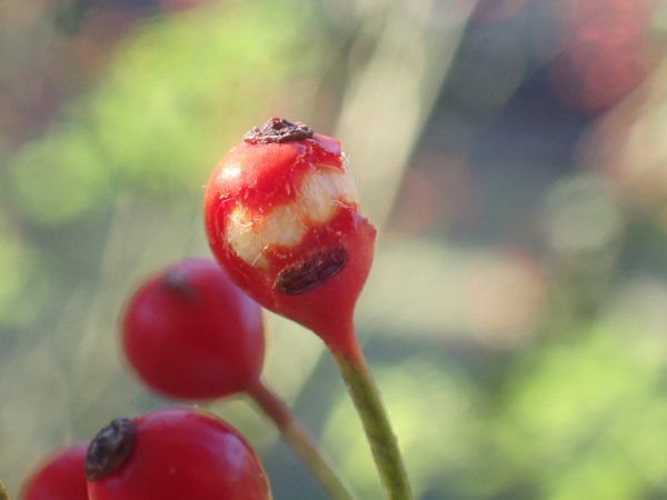 トゲナシテリハノバラの果実の写真