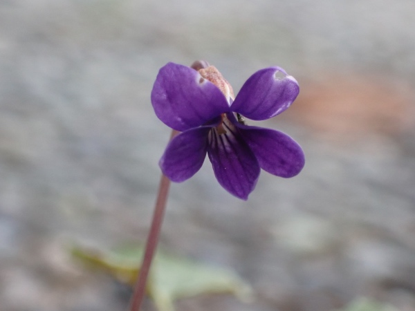 ヒメスミレの花の写真