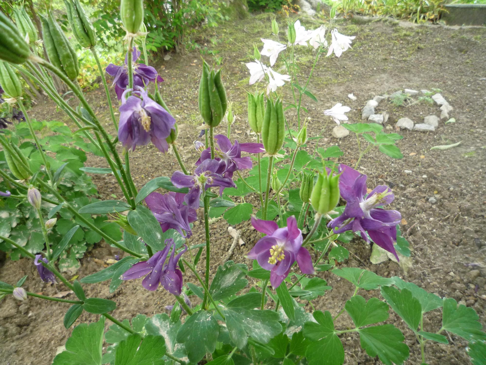 オダマキの花紫