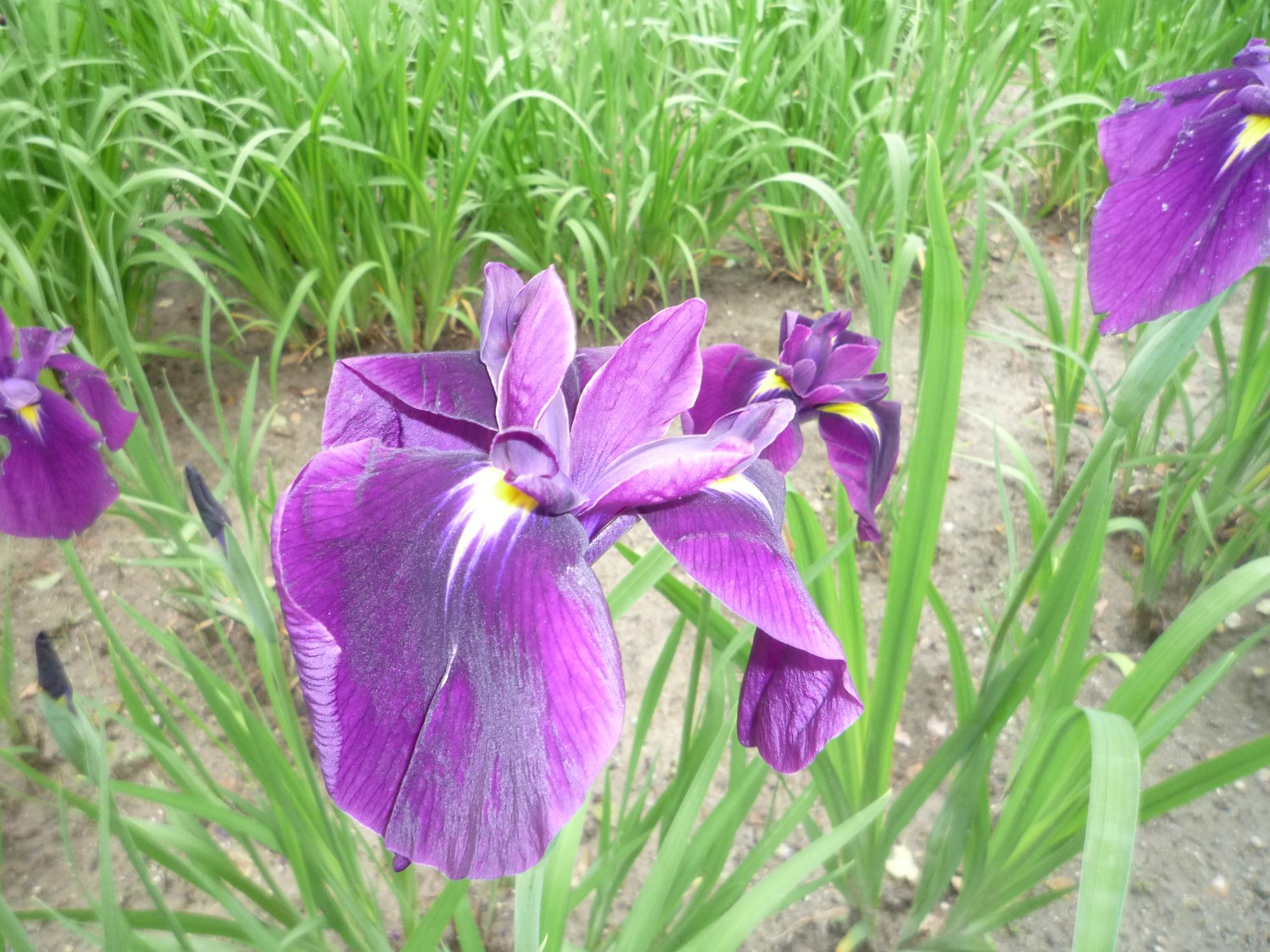 しょうぶ花紫