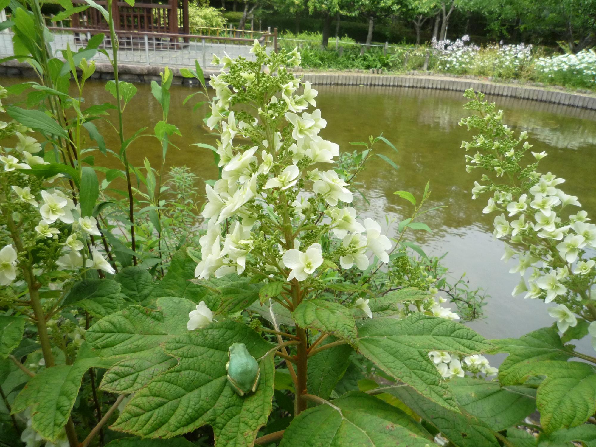 カシワバアジサイの花