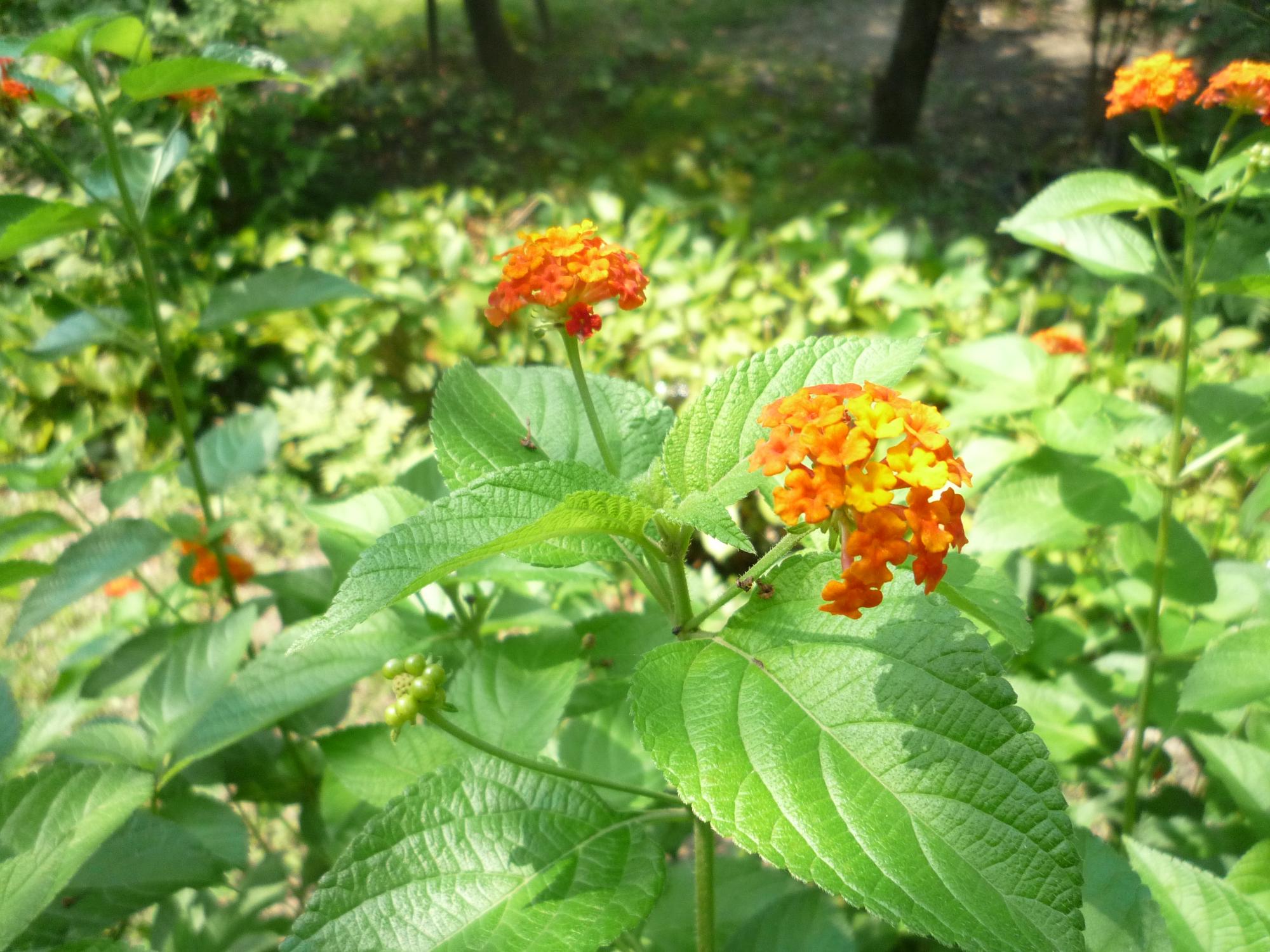 ランタナの花々橙色