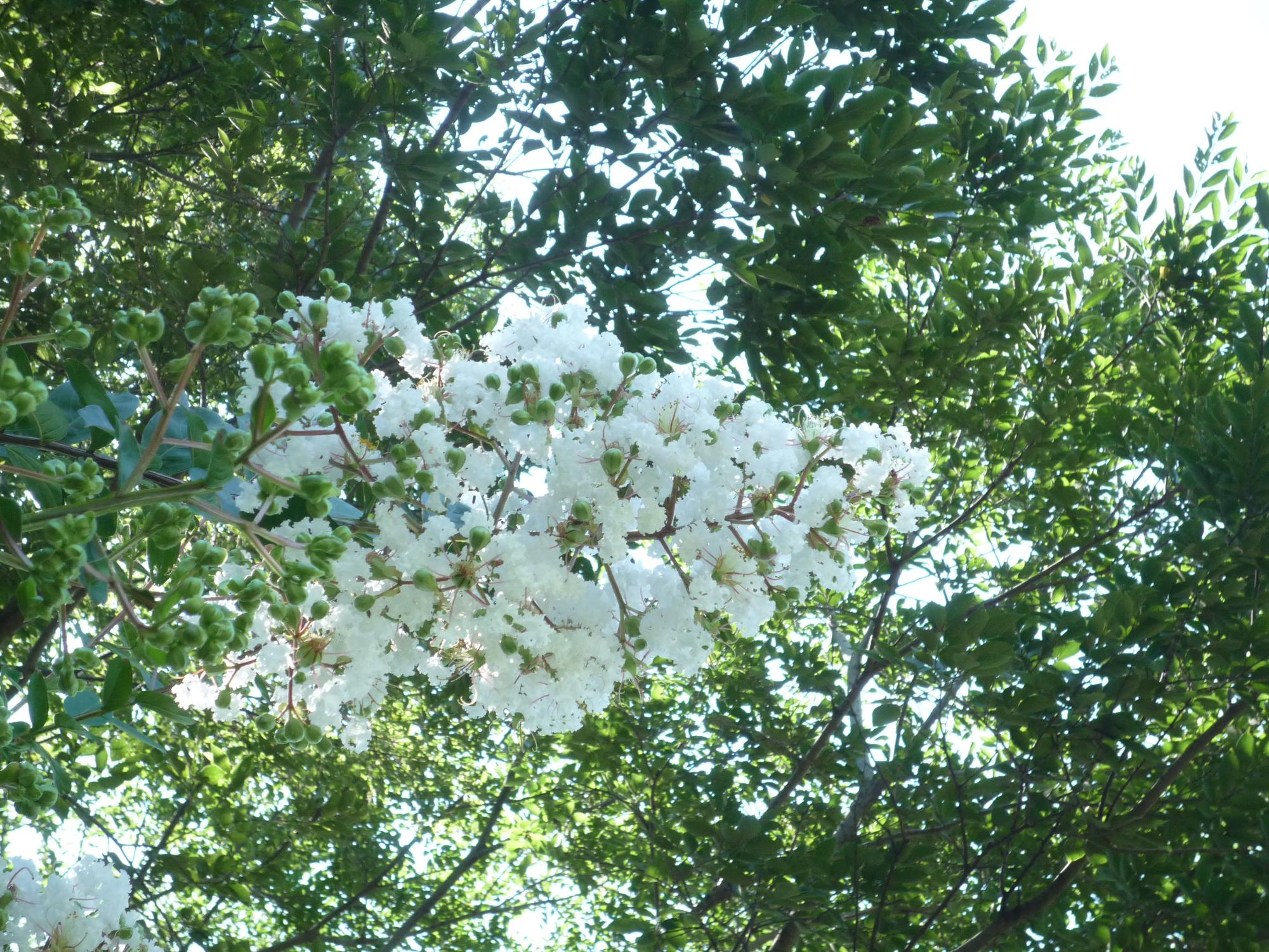 白のサルスベリの花