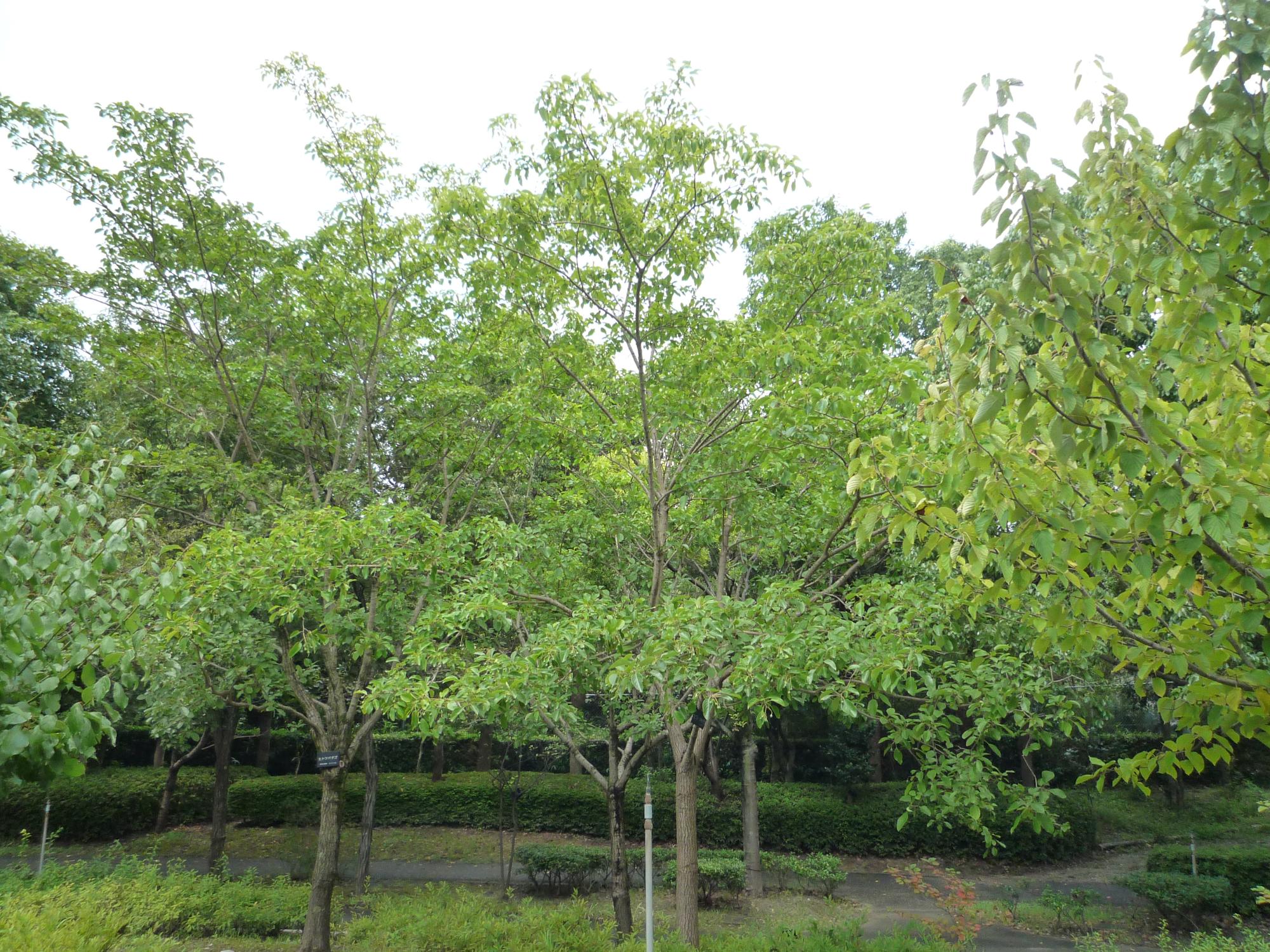 オニバス池にあるヒトツバタゴ