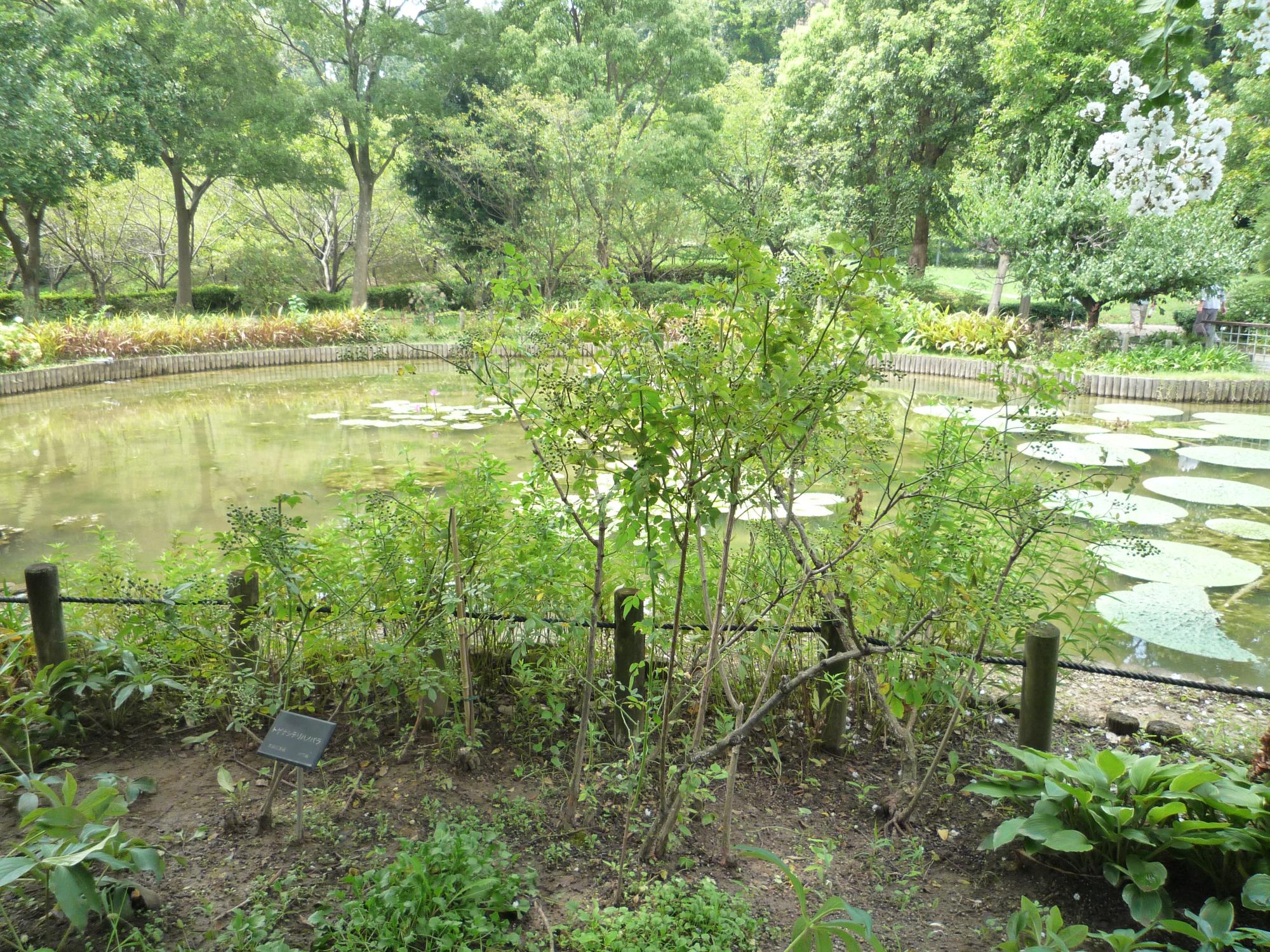 オニバス池にあるトゲナシテリハノバラ