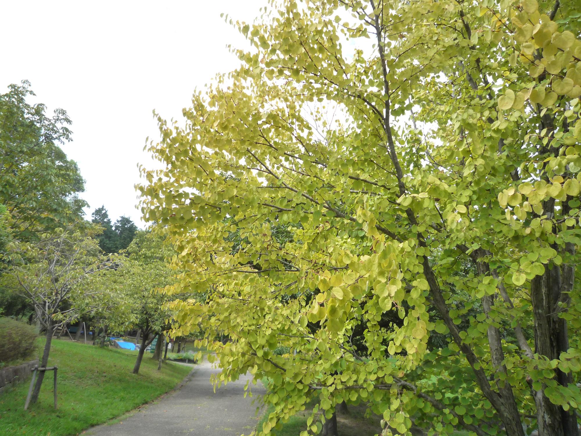 カツラの木の黄葉