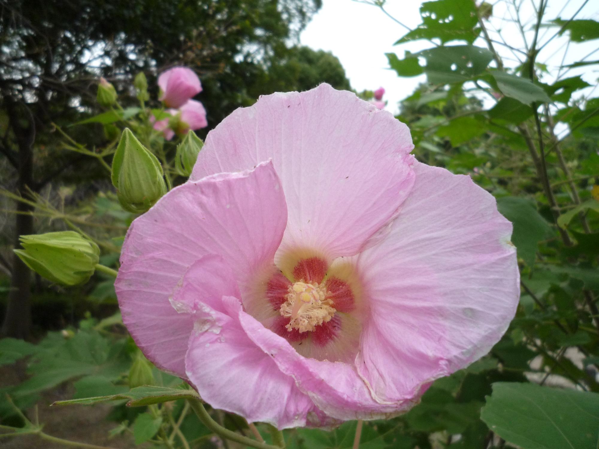 淡いピンク色のスイフヨウの花
