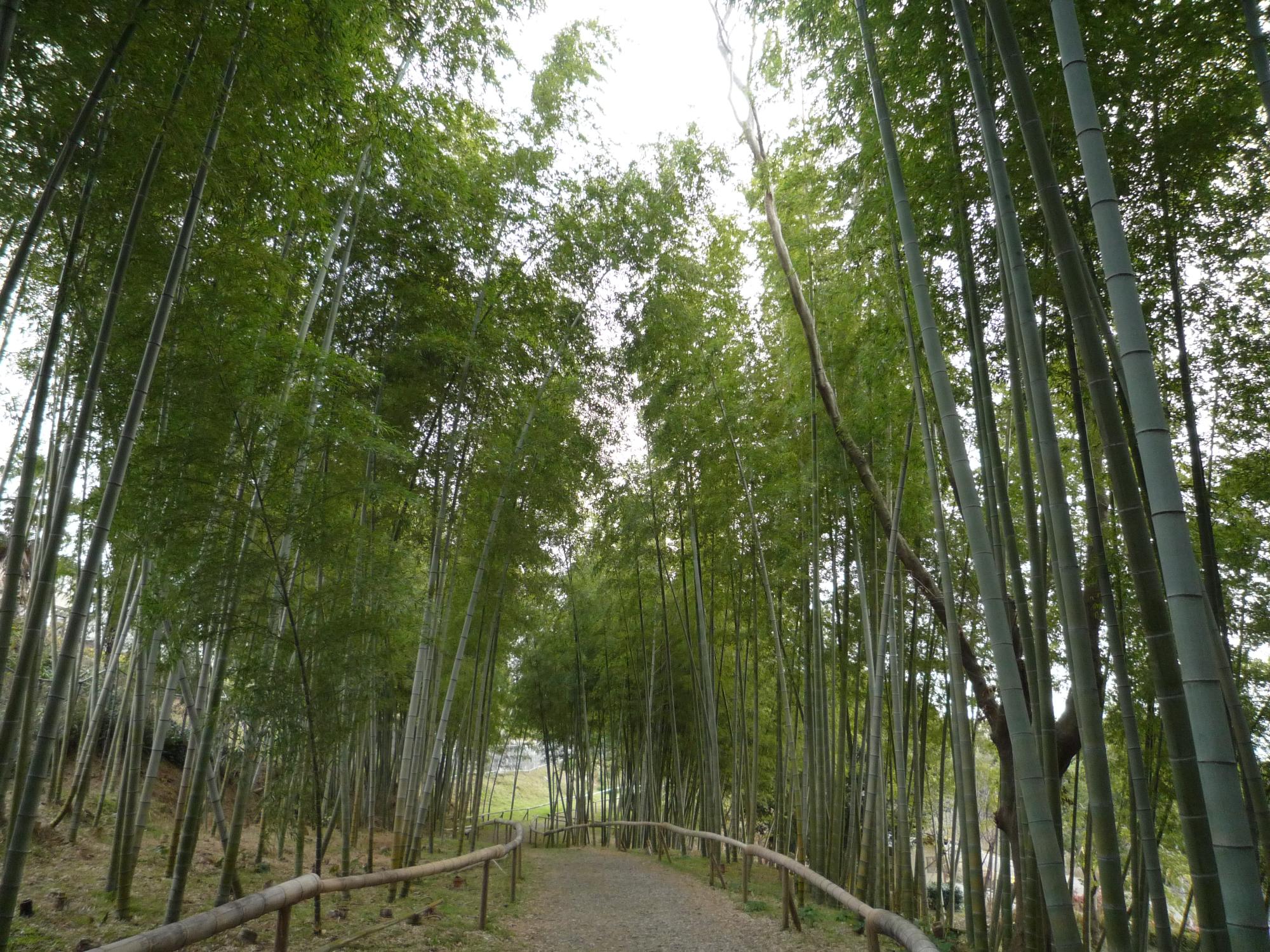 竹林の景色