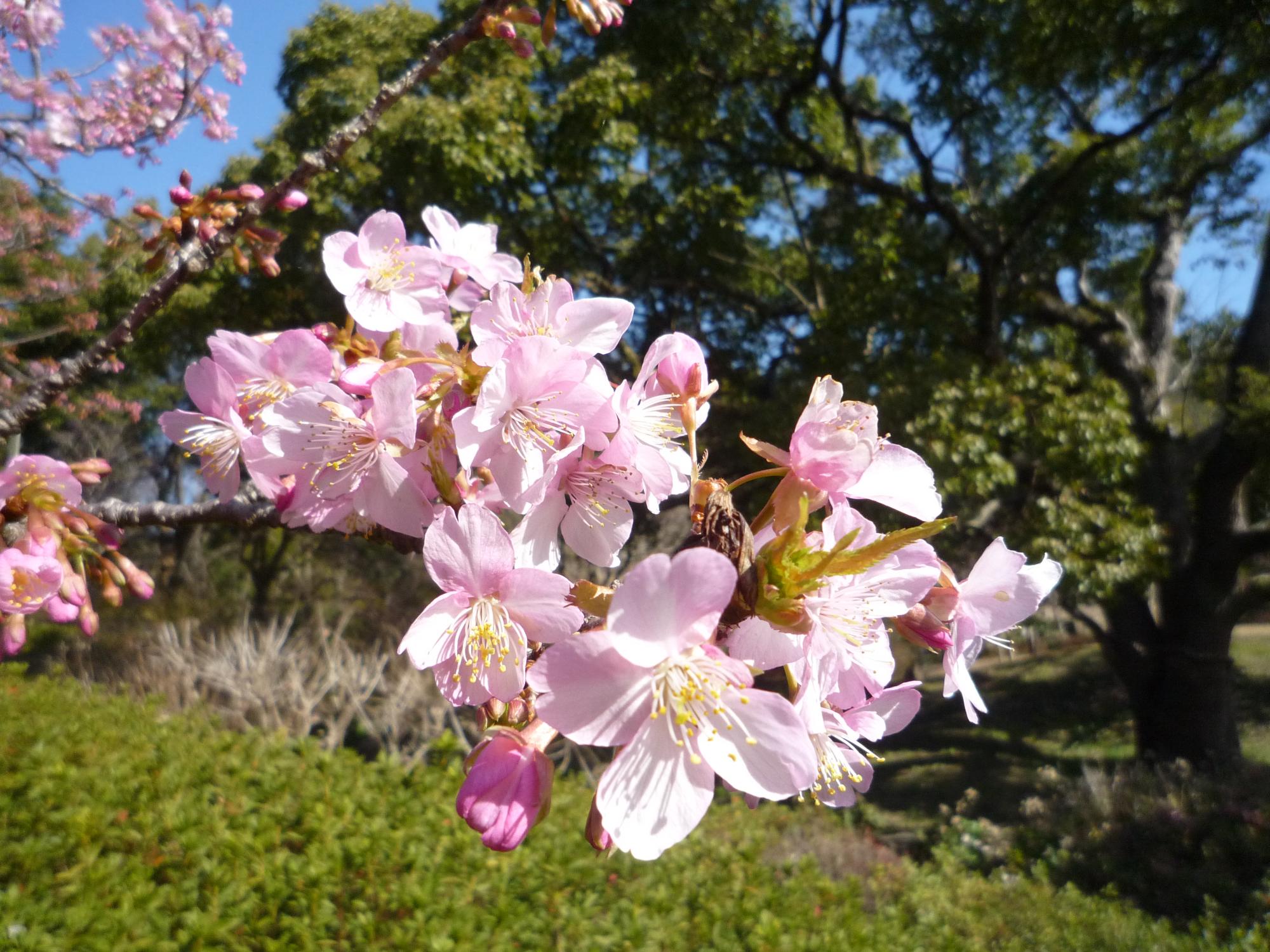 カワヅザクラの花