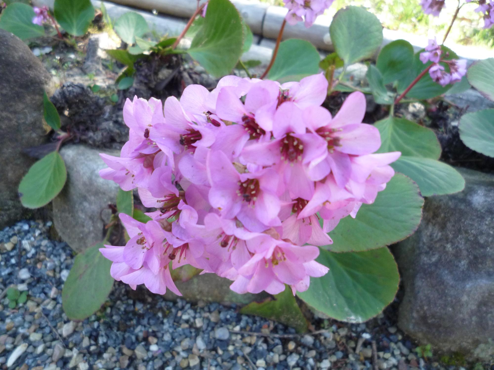 ヒマラヤユキノシタの花