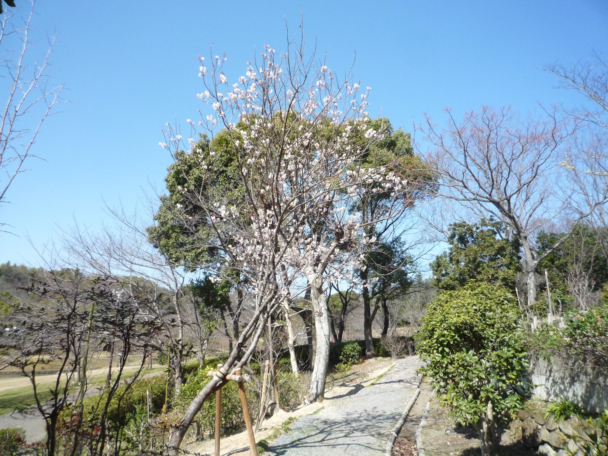 薬草園の西洋実桜