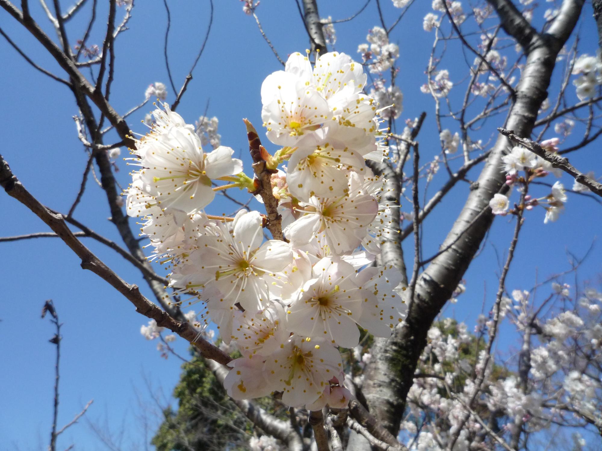 西洋実桜の花