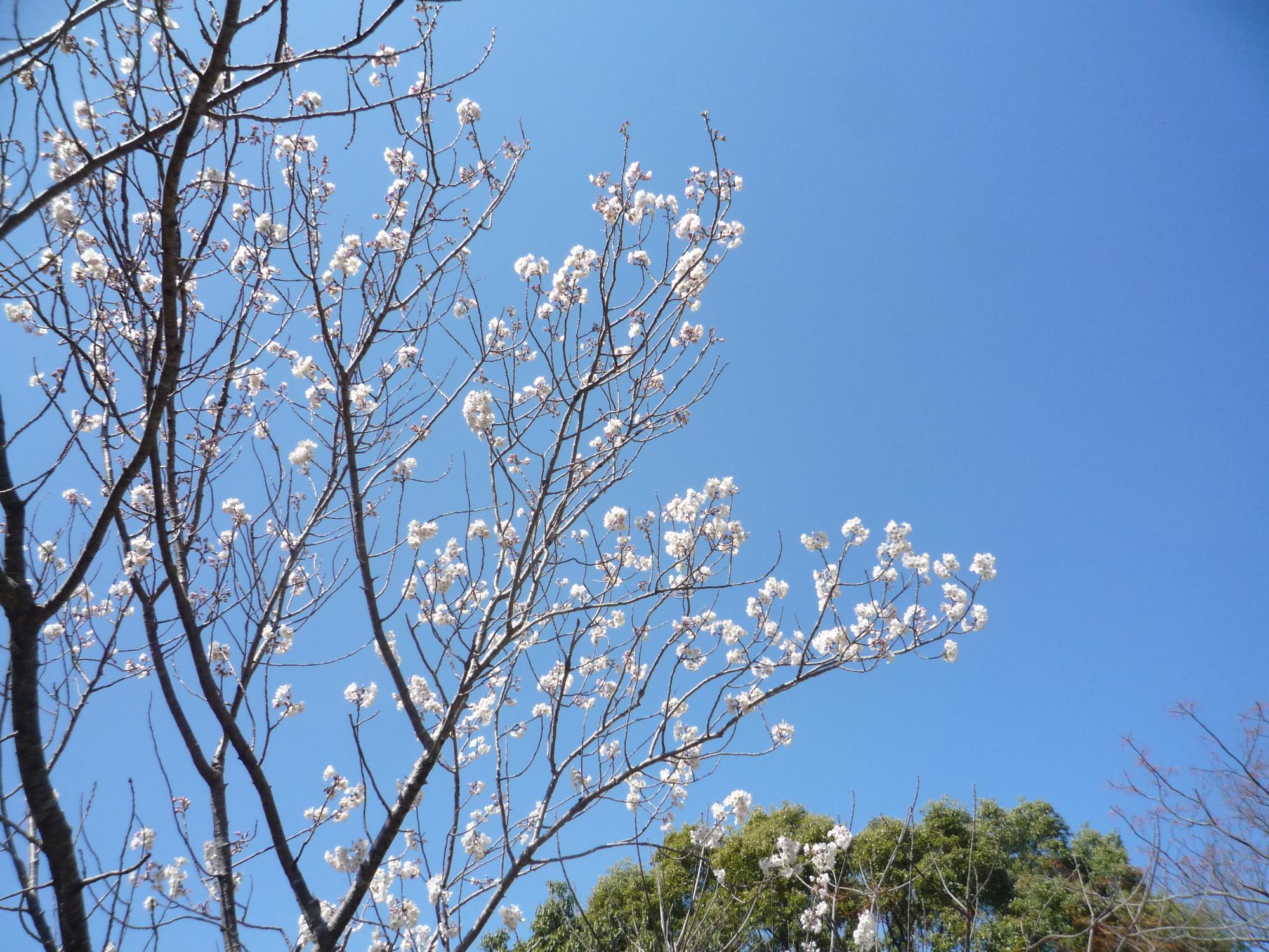 西洋実桜の枝