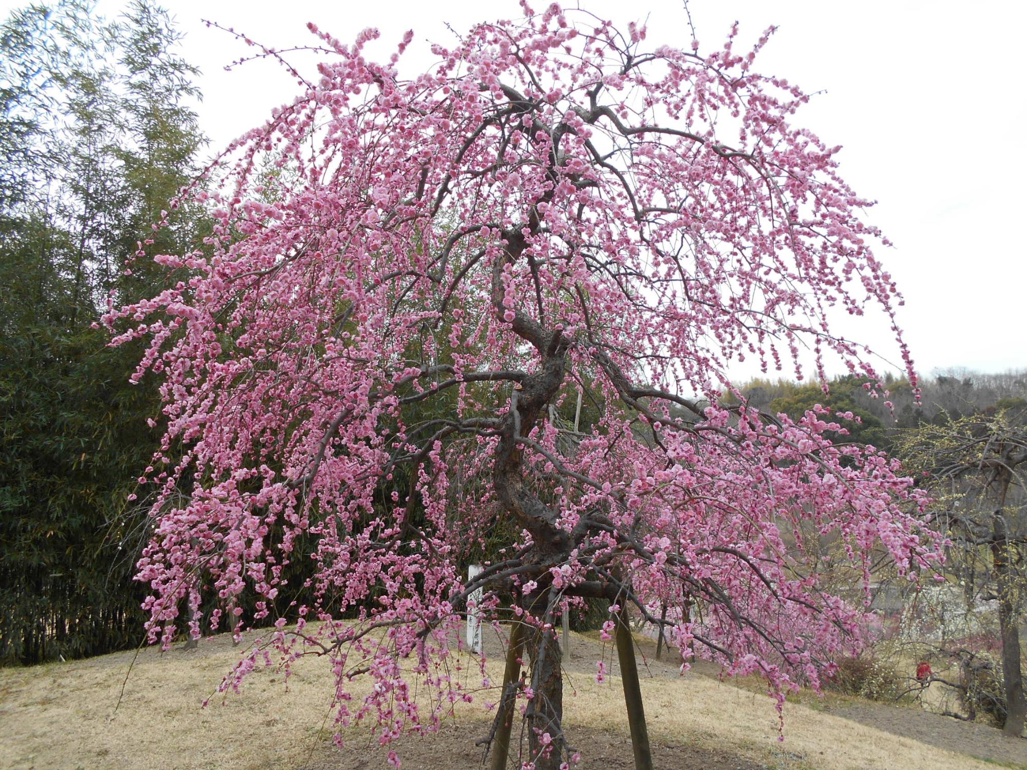 枝垂れ梅(ピンク)。この木もほぼ満開になっています。まだつぼみの木もありますが、3月初め頃が見頃です。