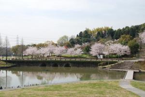 このはな館前の池沿いの桜の写真