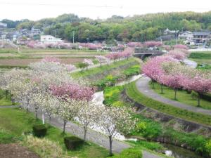 八重桜並木の写真