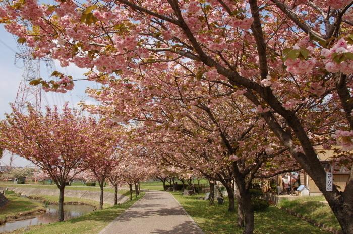 八重桜が咲く於大のみちの写真