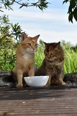 美味しい餌をペロリと平らげた地域猫
