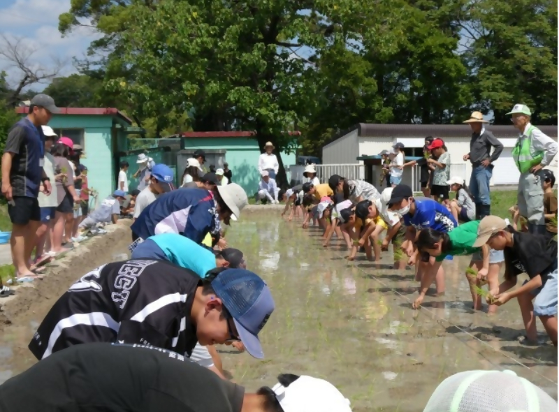 緒川小学校5年生が地域の方から苗の植え方を教わり、田植えをしています。