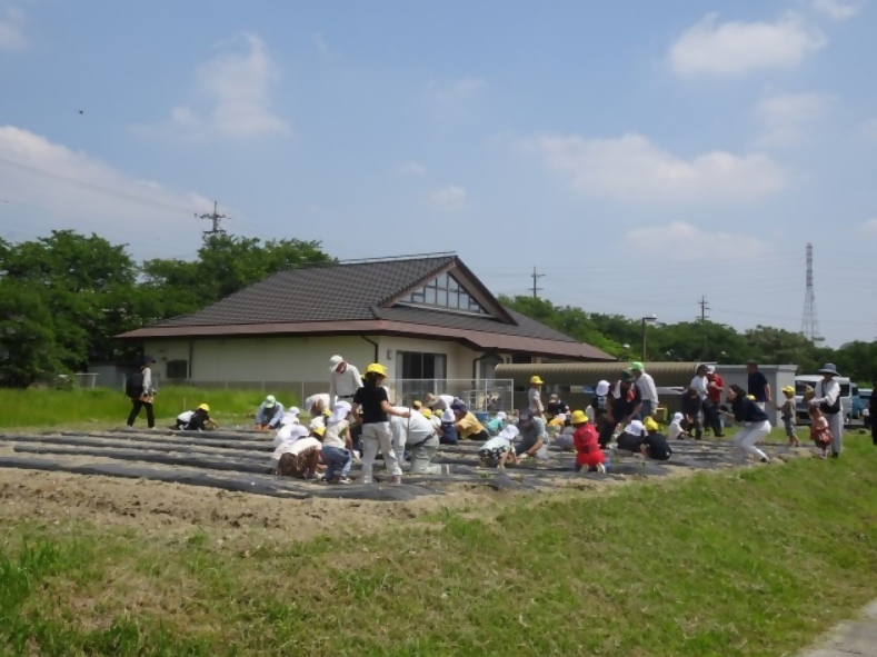 卯ノ里小学校1年生がゆうゆうクラブの皆様のサポートで、新田保育園の年長さんと一緒に「サツマイモの苗さし」をしています。