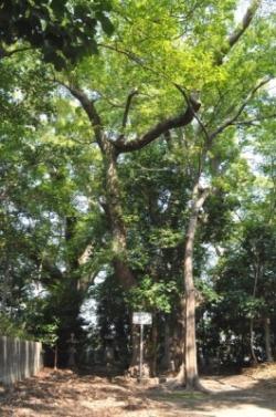 伊久智神社大楠の森