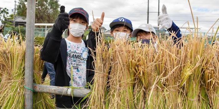 3人で稲をうまく干せた様子