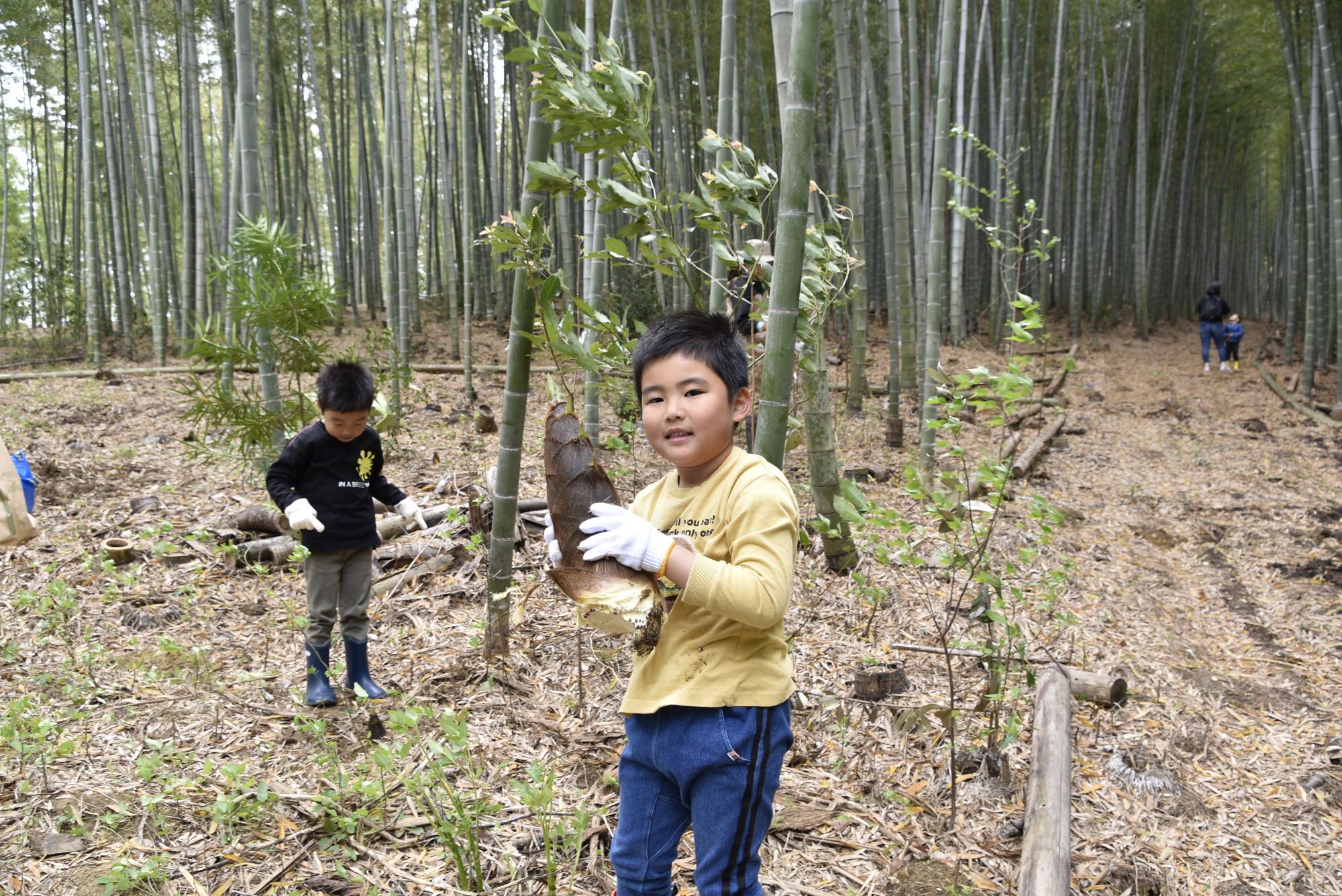 竹の子掘り