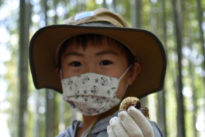 たくさん見つかったカブトムシの幼虫