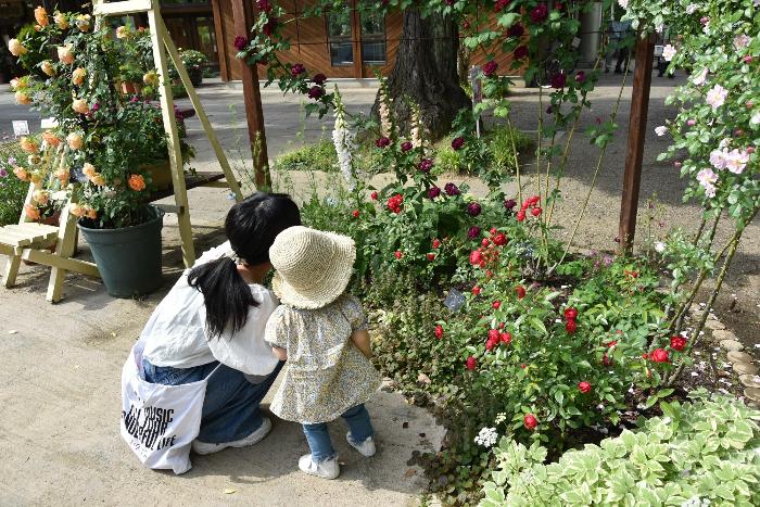 親子がバラを見ている様子