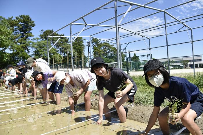 田植えをする様子