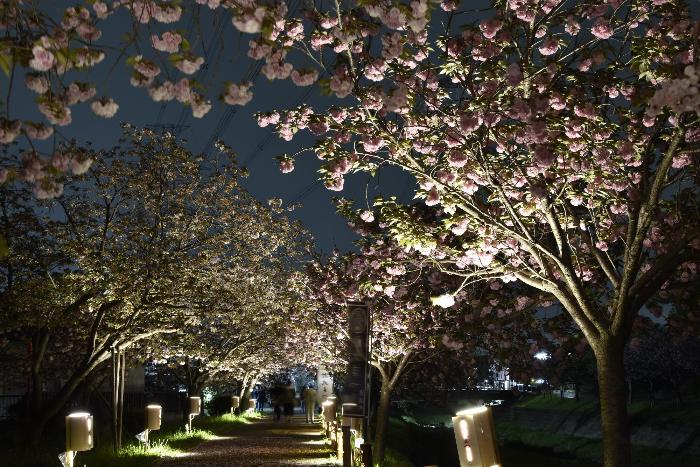 夜空に映える八重桜