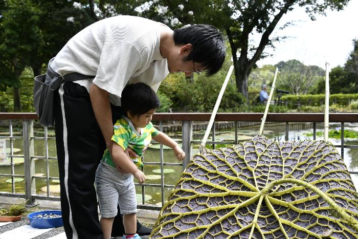 オニバスに触れようとする親子