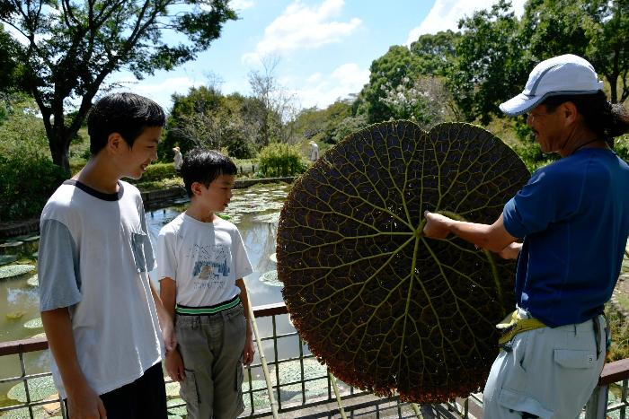 オニバスの様子を確かめる子どもたち