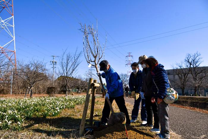 八重桜の苗を土に入れる様子