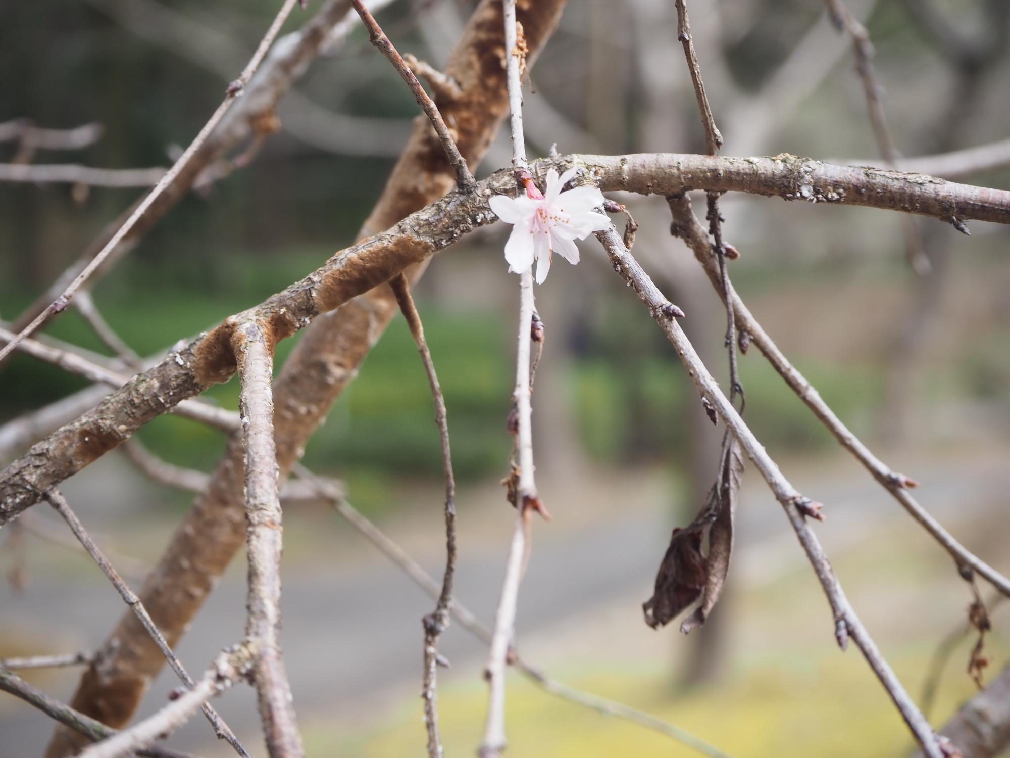 十月桜