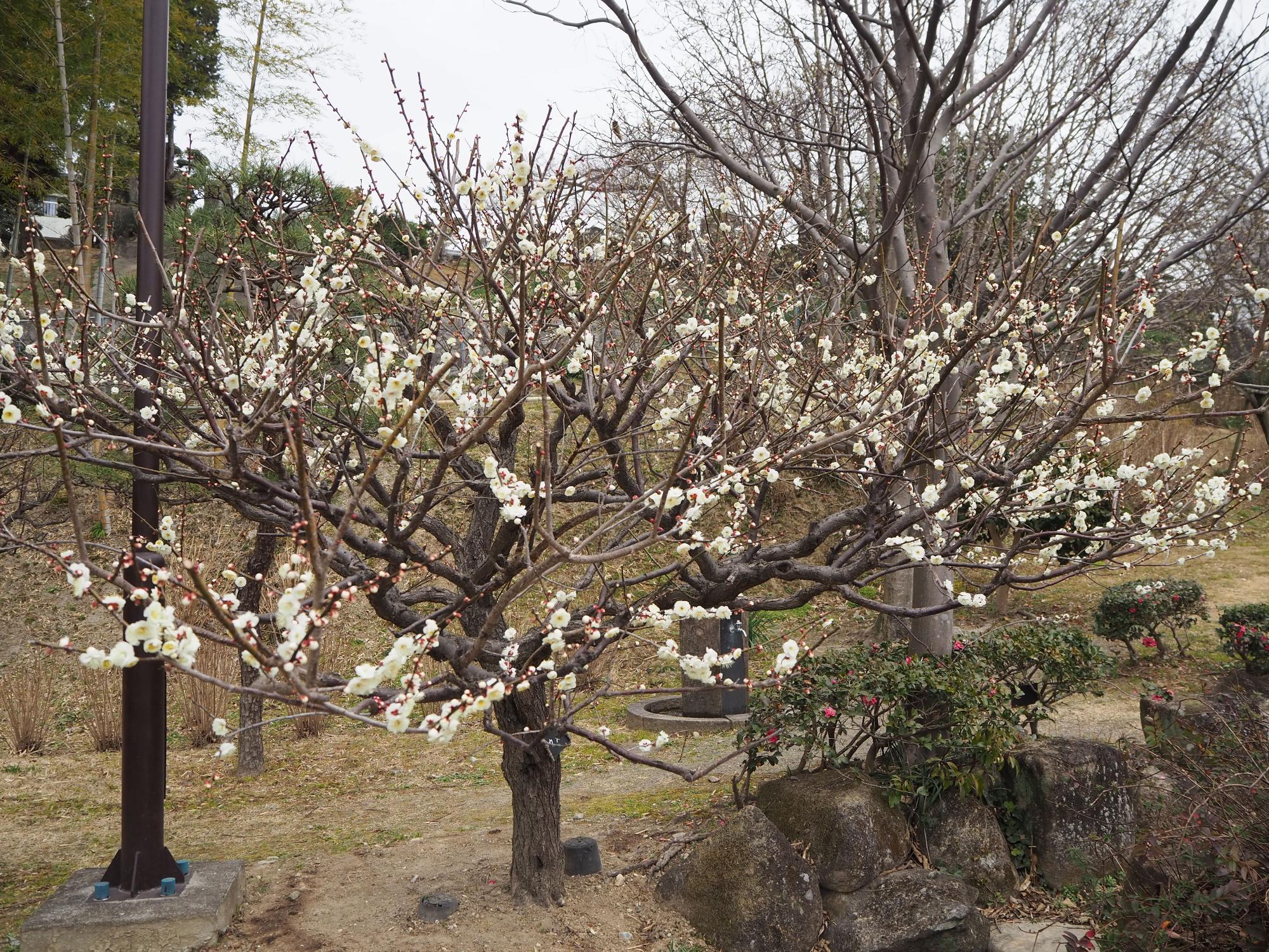 ウメ 待合小屋