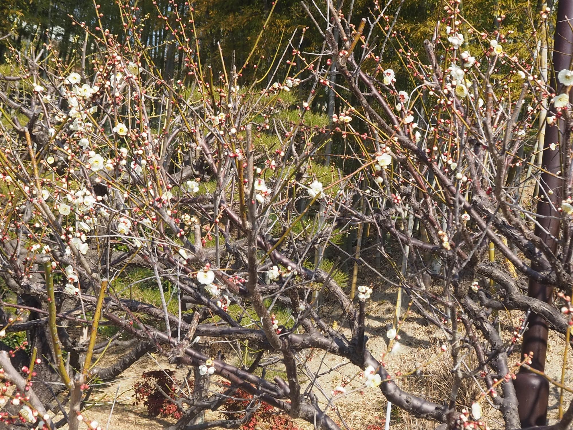 ウメ