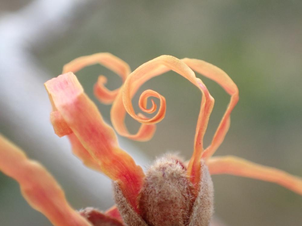 マンサクの花の写真