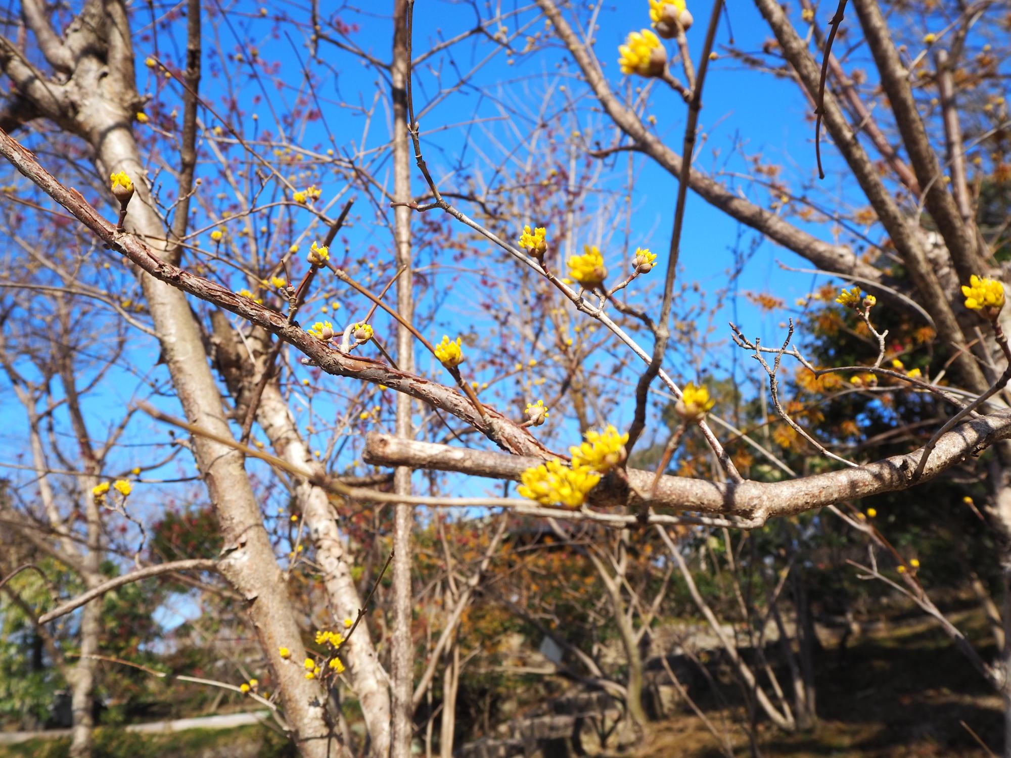 サンシュユ 薬草園