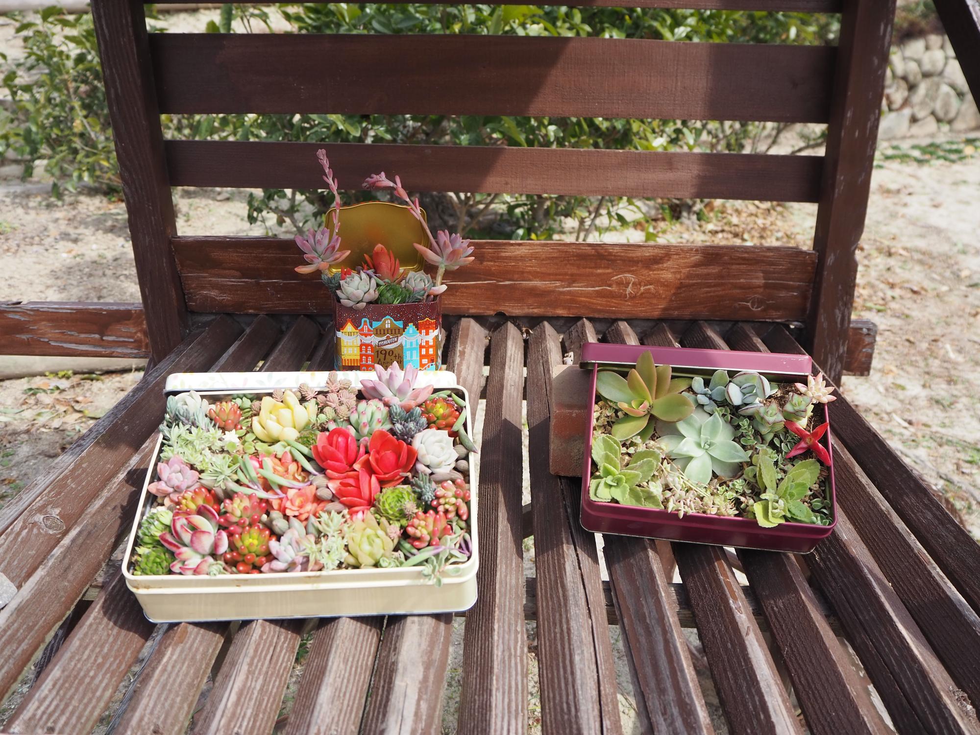 多肉植物寄せ植え このはなワゴン