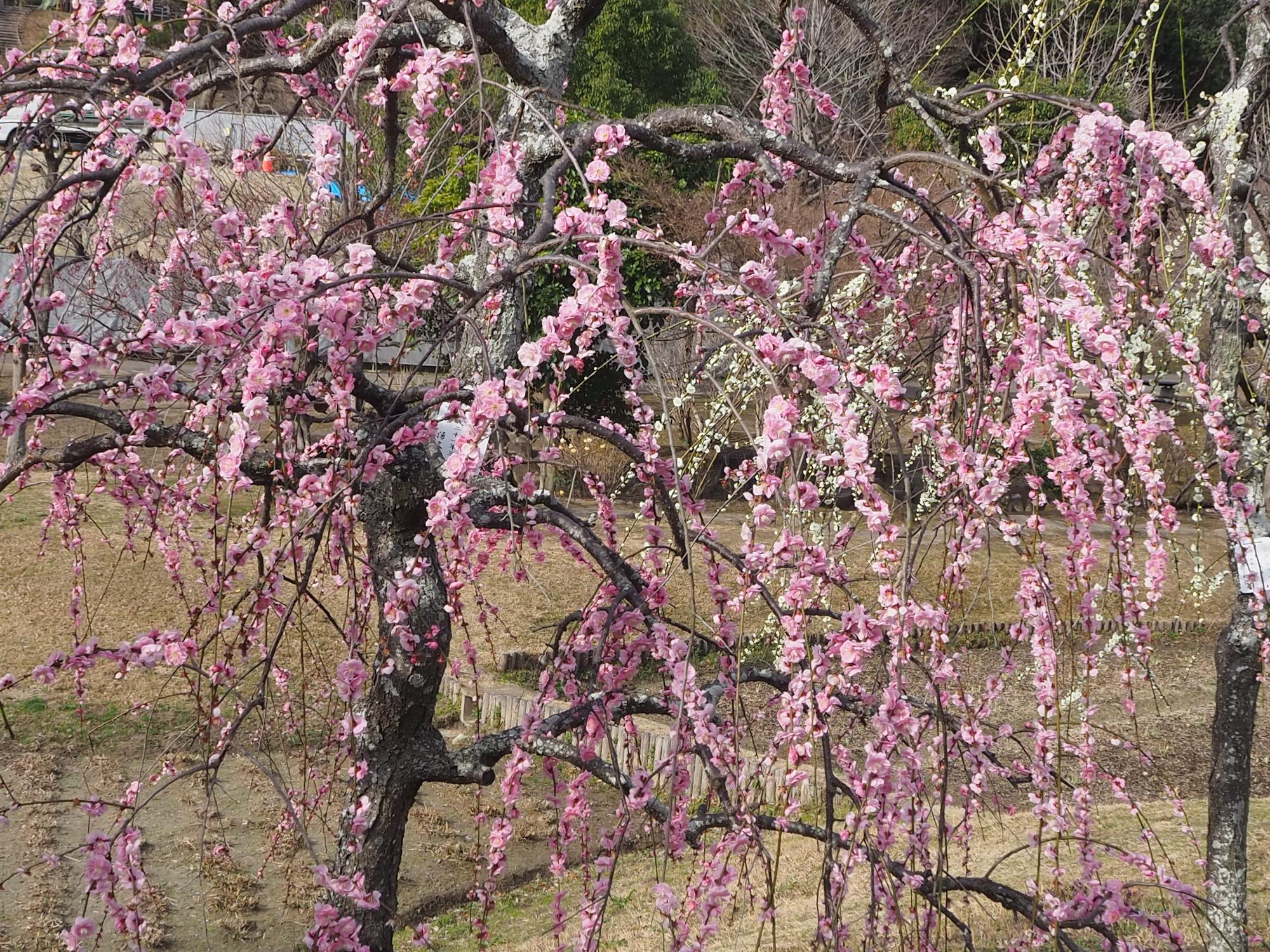 ウメ