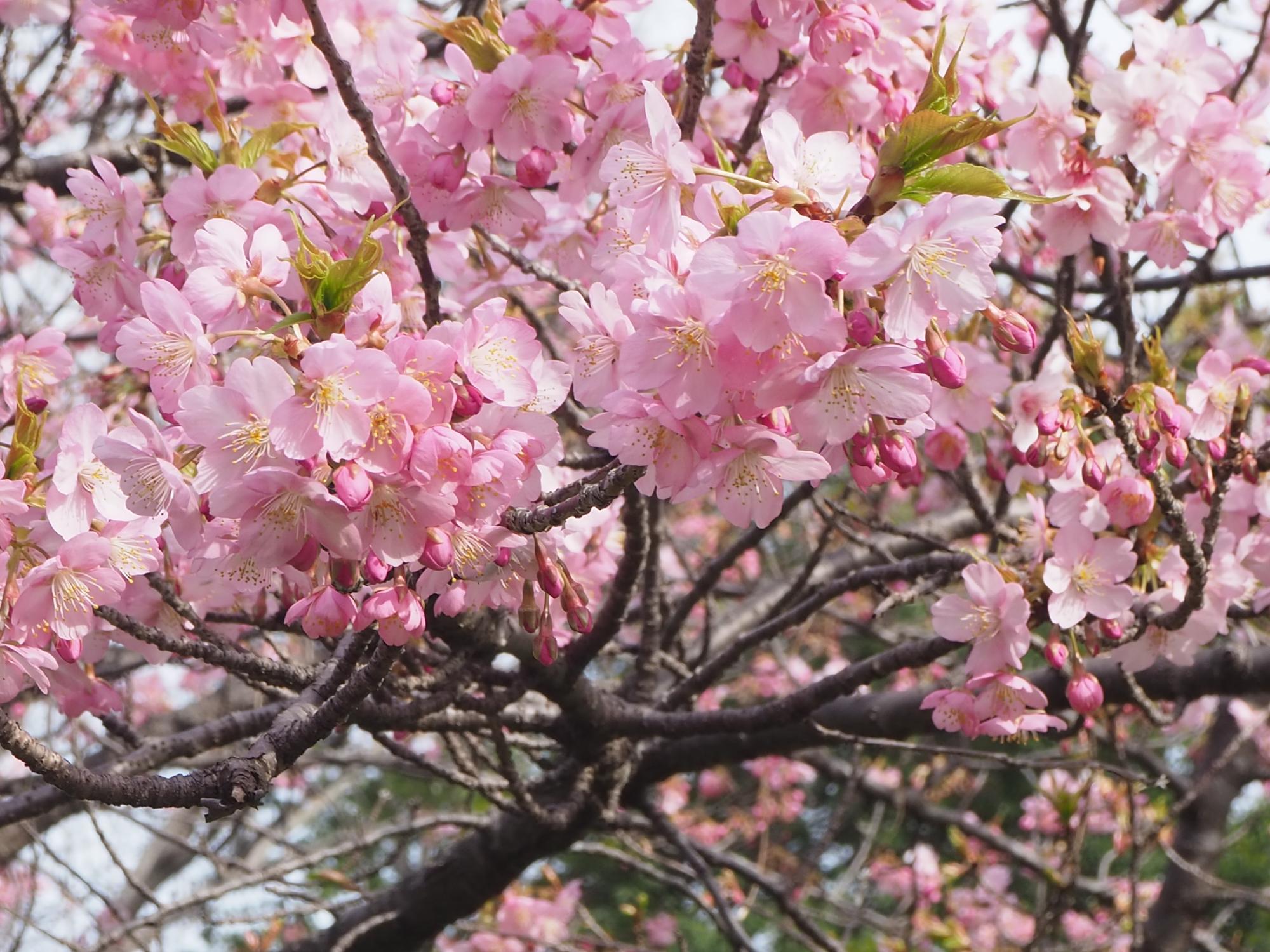 サクラ