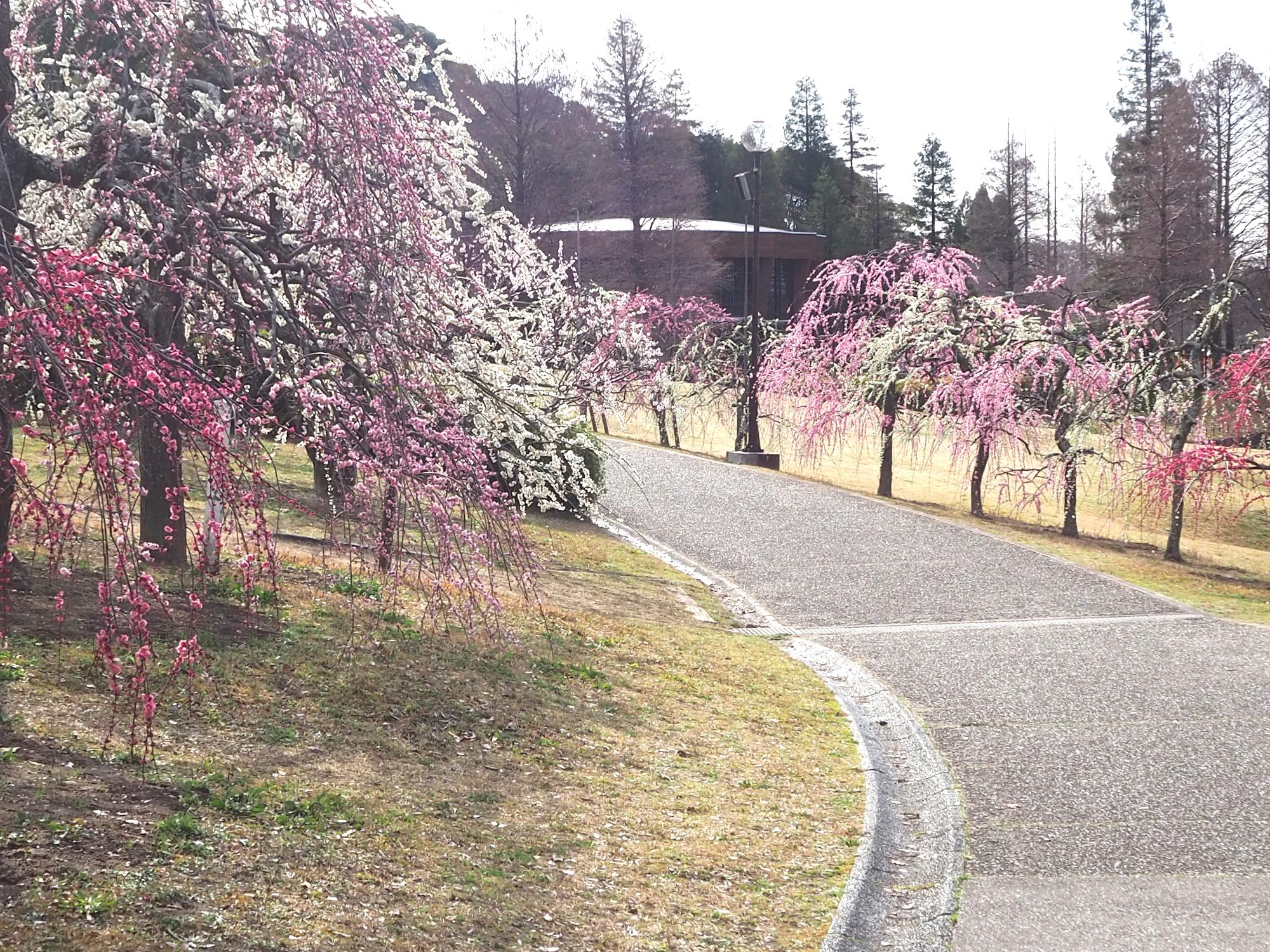 ウメ