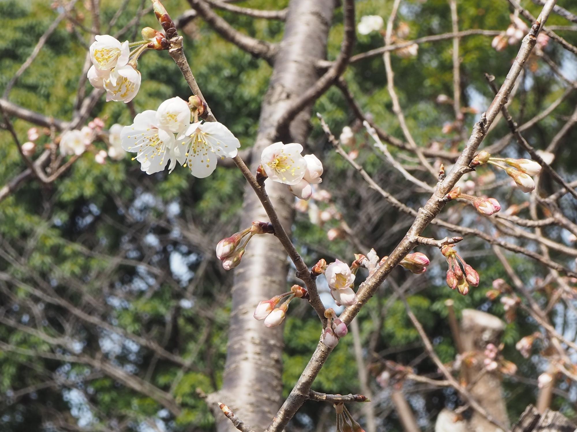 サクラ