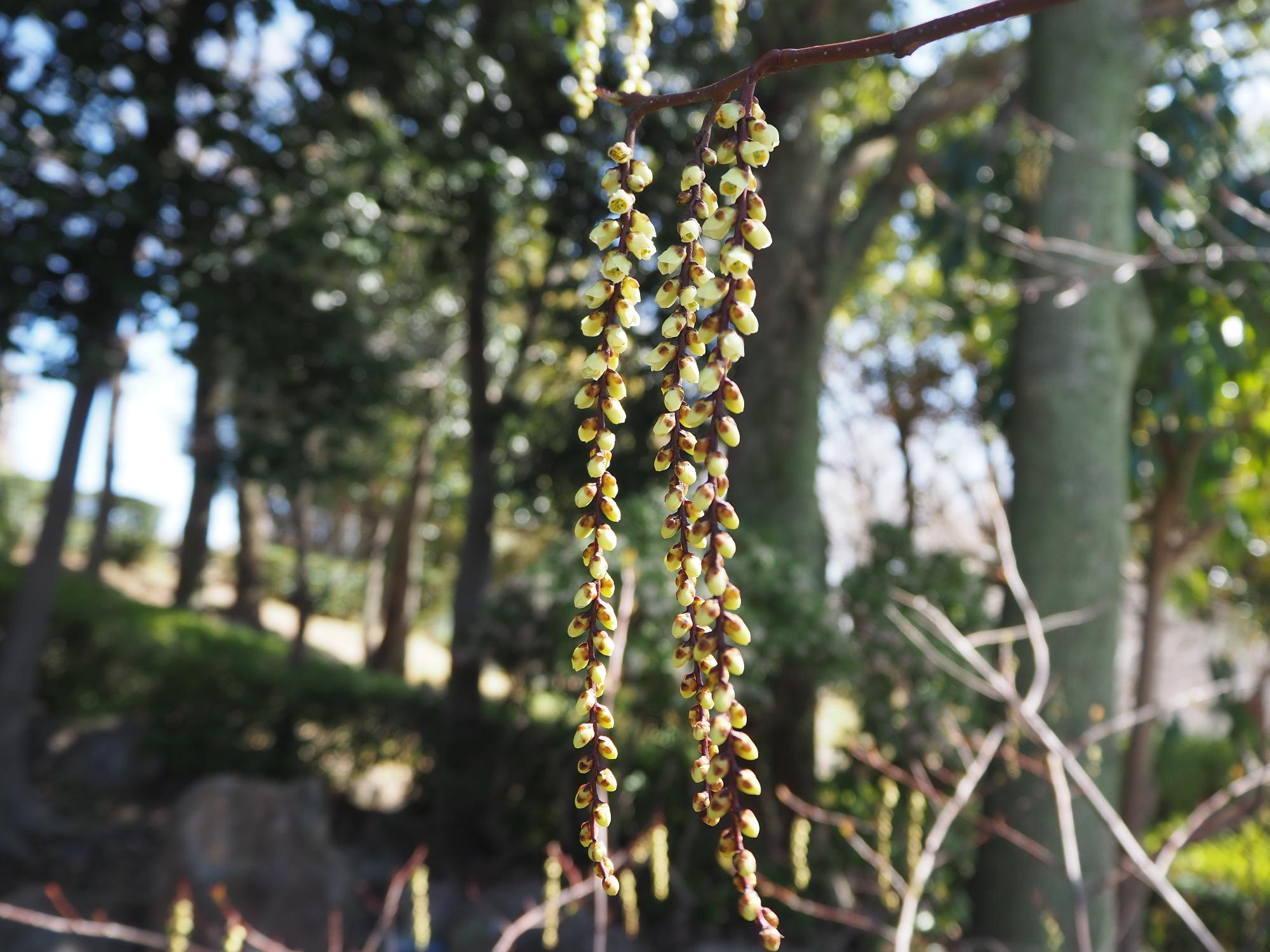 キブシ 待合小屋南沿道