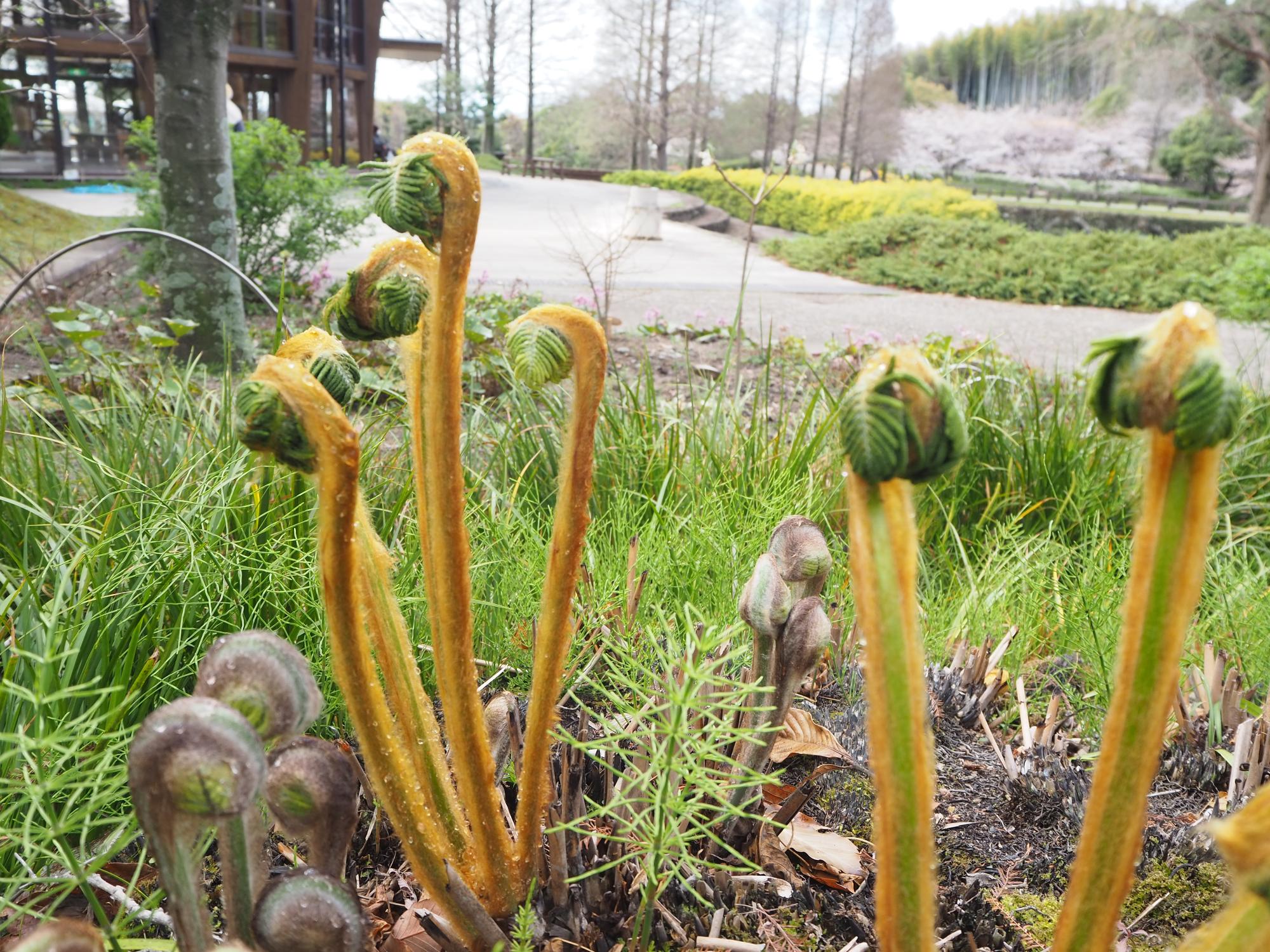 ゼンマイ 薬草園