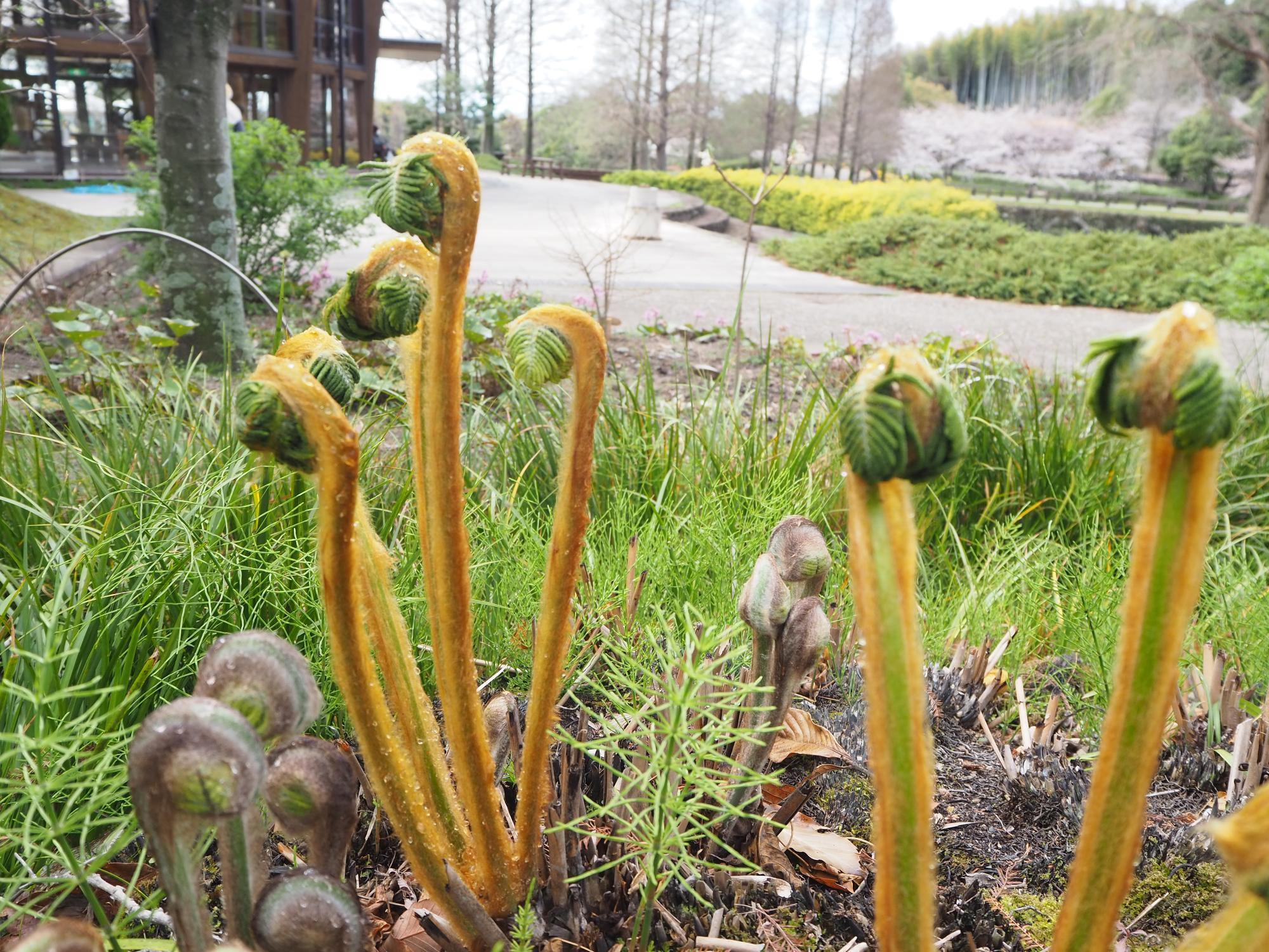 ゼンマイ 薬草園