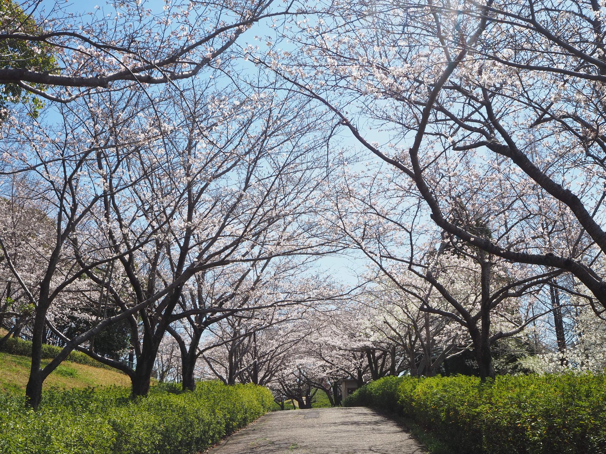 ソメイヨシノ 東門沿道