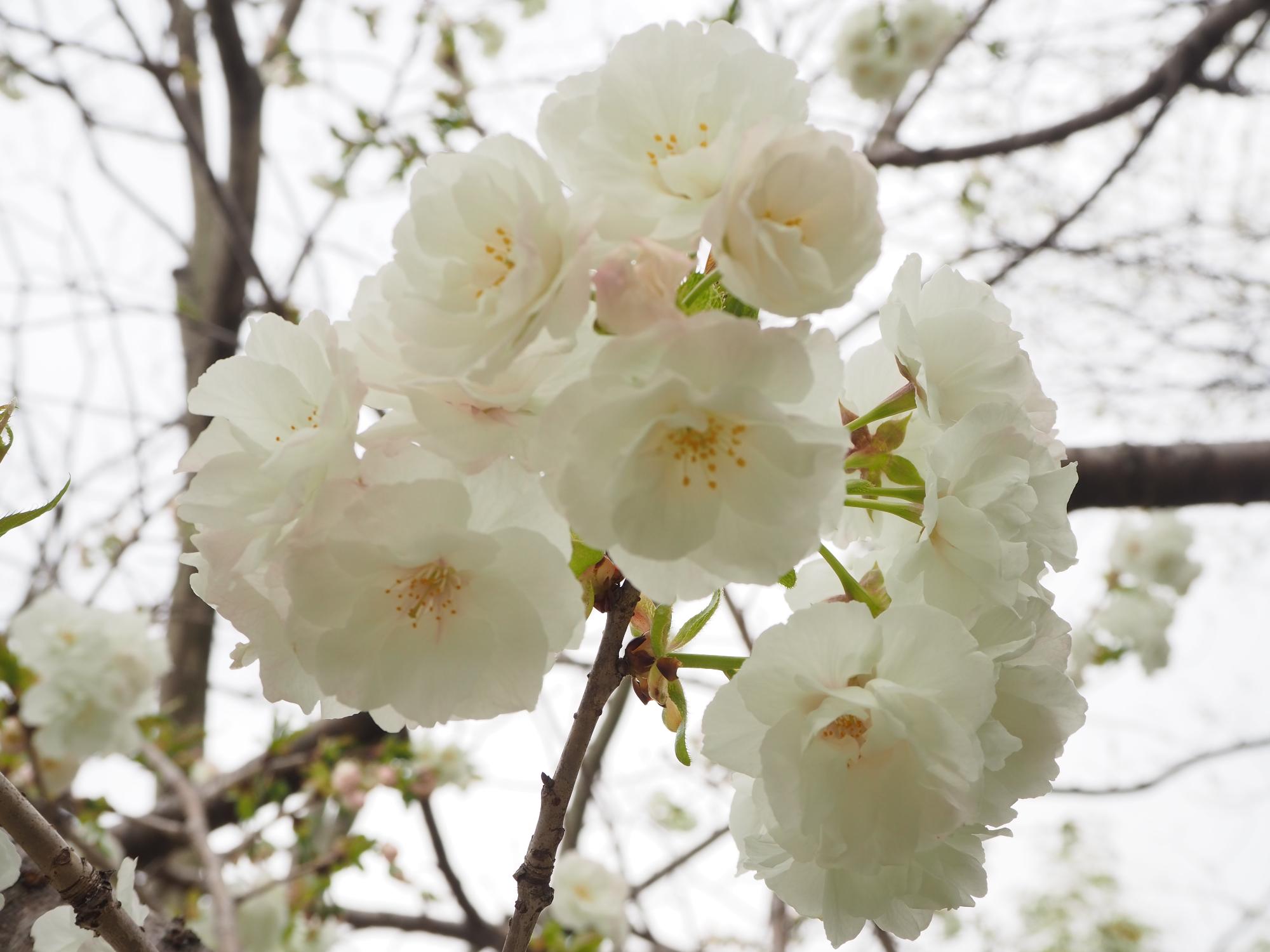 サクヤヒメ 桜見の丘上沿道