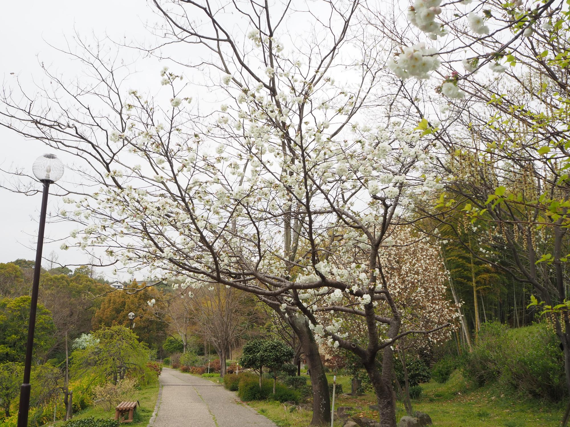 サクヤヒメ 桜見の丘沿道